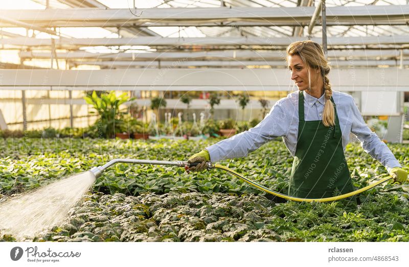 Junger Gärtner bewässert Pflanzen mit einem Duschkopf und einem Schlauch in einer Gärtnerei Ackerbau Azubi Ausbildung Arbeiter Pflege Mitarbeiter Blumenhändler