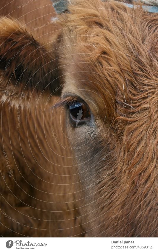 Blick in das Auge einer Kuh. Nutztiere Ackerbau Asien Tag Außenaufnahme Tier Steppe Mongolei braun Braune Kuh Tierporträt Tiergesicht Rind Viehbestand Landleben