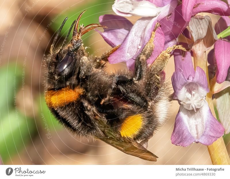 Hummel auf einer Blüte Insekt Auge Härchen Flügel Tiergesicht Fressen bestäuben Bestäubung Pollen Nektar Blatt Farbfoto Außenaufnahme Nahaufnahme Makroaufnahme