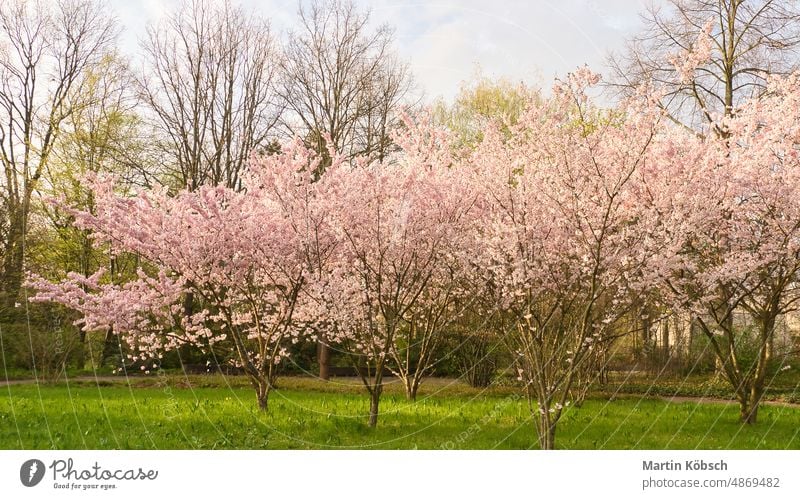 Kirschblüten im Park in Berlin. Im Frühling blühen die Kirschbäume Baum Saison Japanisch Kirschbaum Natur rosa Flora Kirsche Blume weiß loslassen blau Garten