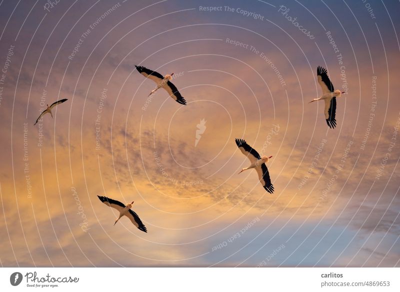 Familienausflug im Sonnenuntergang | Störche am Himmel Storch Flug Fliegen Abendhimmel Nachwuchs Kinder Zusammenhalt Freiheit Vogel Tier Flügel Natur Feder