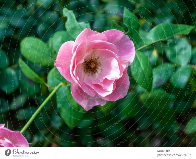 Blumenstrauß aus rosa Rosen in der Pflanzzone Roséwein frisch Pflanze Garten schön Natur Blüte Überstrahlung geblümt Blütenblatt romantisch Blütezeit Buchse