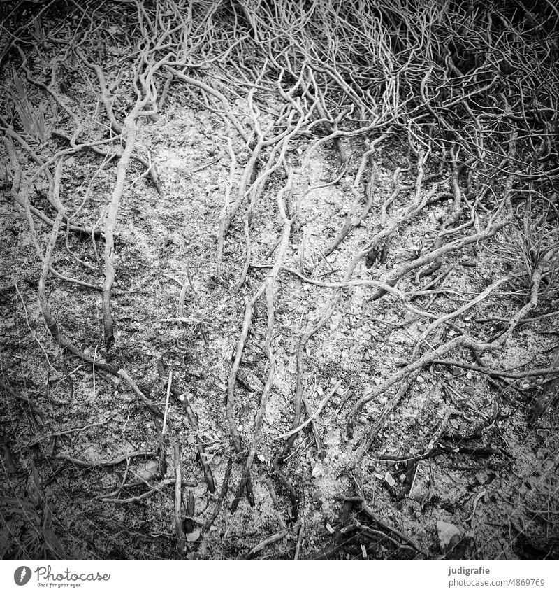 Verzweigungen Wurzel strauch Kartoffelrose Wurzeln trocken Düne Nordsee Natur Sand wirrwar wachsen Chaos