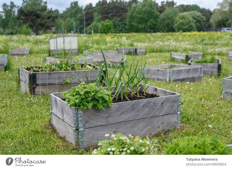 Hölzerne Hochbeete im gemeinschaftlichen Garten Gartenarbeit kommunal Gemeinschaft Pflanze Großstadt urban grün Bett angehoben Gemüse Natur Lebensmittel