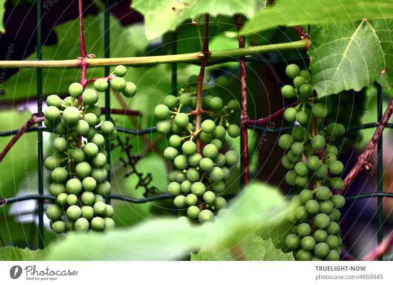 Noch sehr sonnenhungrig: die unreifen Weintrauben am Spalier versprechen reiche Ernte grün vielversprechend Sommer Garten Zaun Wachstum Reife jung prall Obst