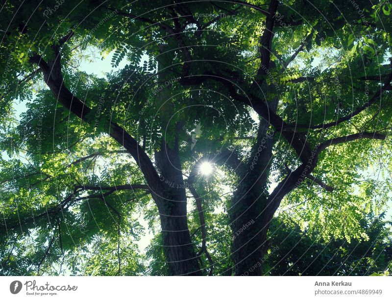 Sonnenstrahlen scheinen durch eine Baumkrone hindurch Natur Blätterdach Sonnenlicht Himmel Baumstamm durchdringen natürliches Licht Lichterscheinung grün