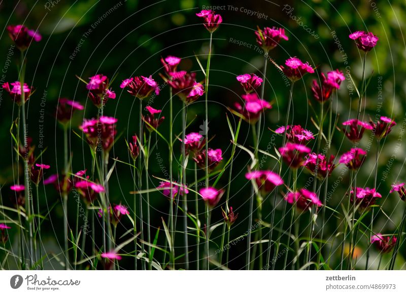 Karthäusernelken anemone blühen blüte erwachen frühjahr frühling frühlingserwachen garten karthäusernelke kleingarten kleingartenkolonie knospe korbblütler