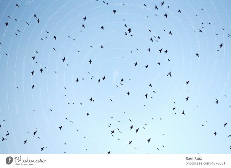Belichteter blauer Himmel voller Vögel, die über uns fliegen Flügel wild Vogel Silhouette Tier Fliege Menschengruppe Hintergrund Luftaufnahme Fernglas