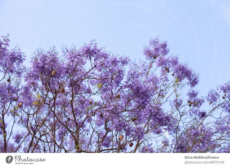 Lila violette Jacaranda-Bäume blühen im Park. Schöne Bäume in voller Blüte mit blauem Himmel als Hintergrund. Park mit Jacarandas mit lila Blüten. Baum Flora