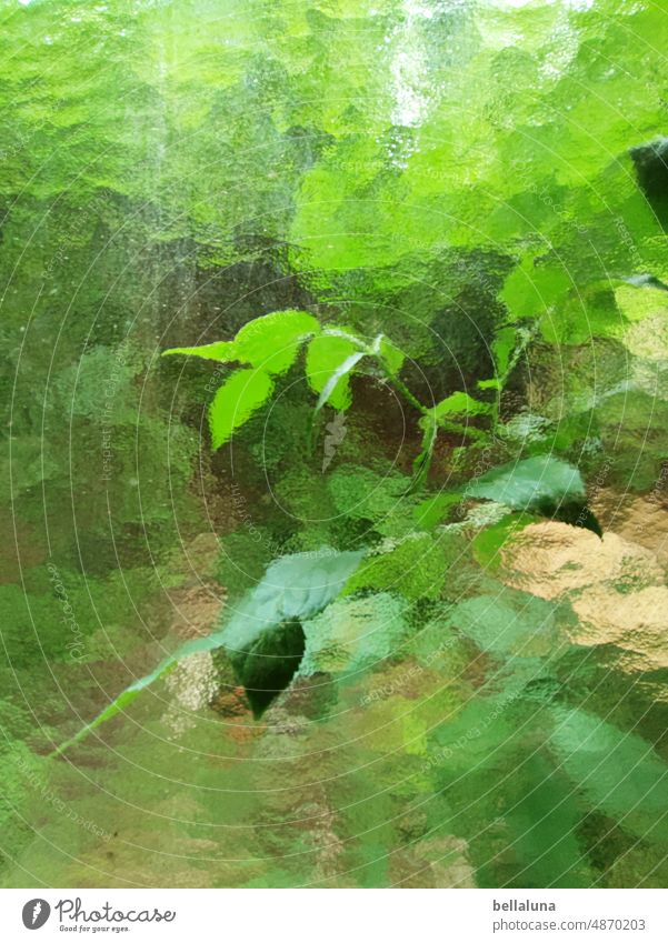 Pflanze hinter Glas Fenster Fensterscheibe Glasscheibe Farbfoto durchsichtig Menschenleer geheimnisvoll Strukturen & Formen Muster Tag Nahaufnahme Scheibe Licht
