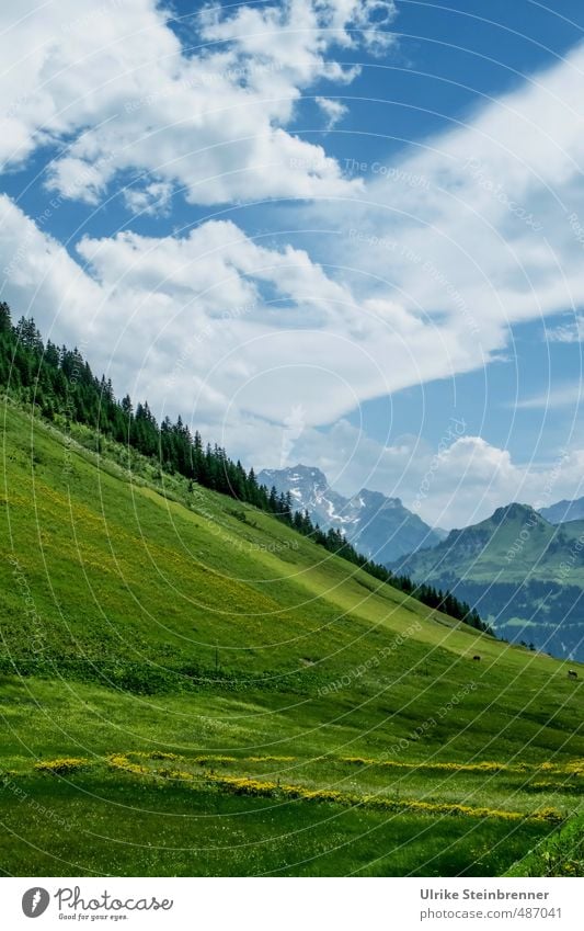 Ganz schön schräg Umwelt Natur Landschaft Pflanze Himmel Wolken Sonnenlicht Sommer Schönes Wetter Baum Gras Wiese Alpen Berge u. Gebirge Bundesland Vorarlberg