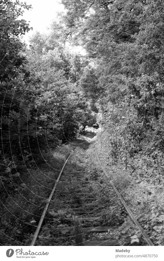 Fahrt mit der Fahrraddraisine auf stillgelegter zugewachsener Bahnstrecke durch das Kalletal Richtung Alverdissen bei Barntrup im Sommer in Ostwestfalen-Lippe, fotografiert in neorealistischem Schwarzweiß