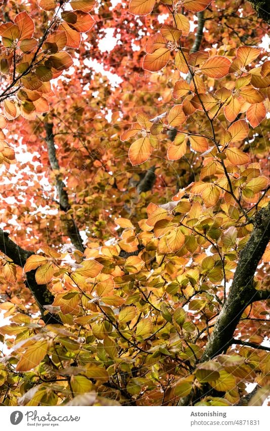 Blätterdach im Herbst Laub Baum Natur Landschaft Flora Wald Pflanze Blatt Umwelt Außenaufnahme herbstlich Menschenleer Herbstlaub Farbfoto Herbstfärbung