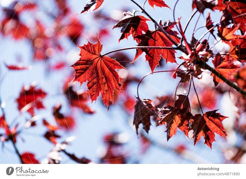 Rote Ahornblätter Blatt rot Herbstfärbung Spitz Acer Feuerahorn Stängel Blätter Laub Detail Adern Natur Baum herbstlich Herbstlaub Vergänglichkeit Farbfoto