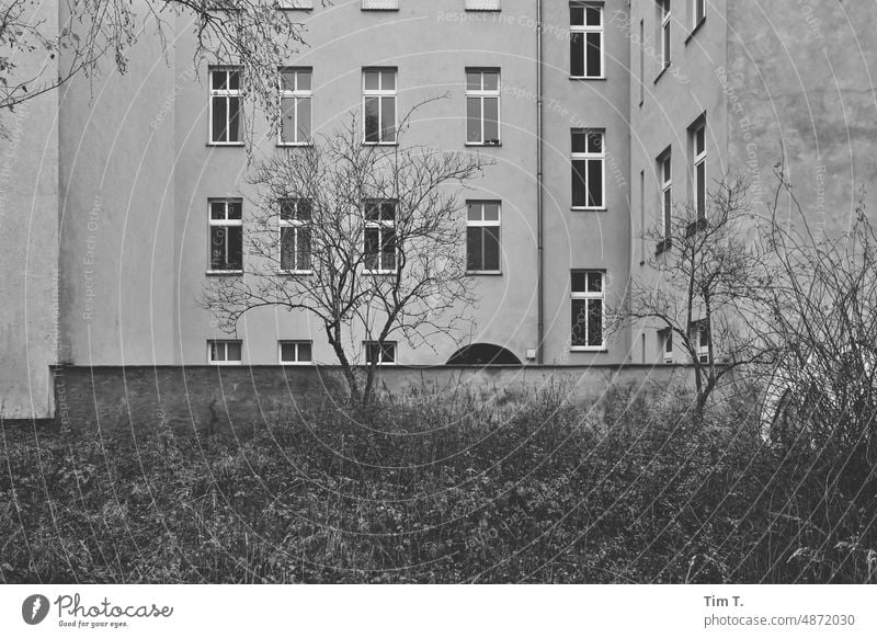 Hinterhof Berlin mit Baum Prenzlauer Berg s/w Greifswalder Straße Stadtzentrum Hauptstadt Schwarzweißfoto Tag Außenaufnahme Menschenleer Altstadt Bauwerk