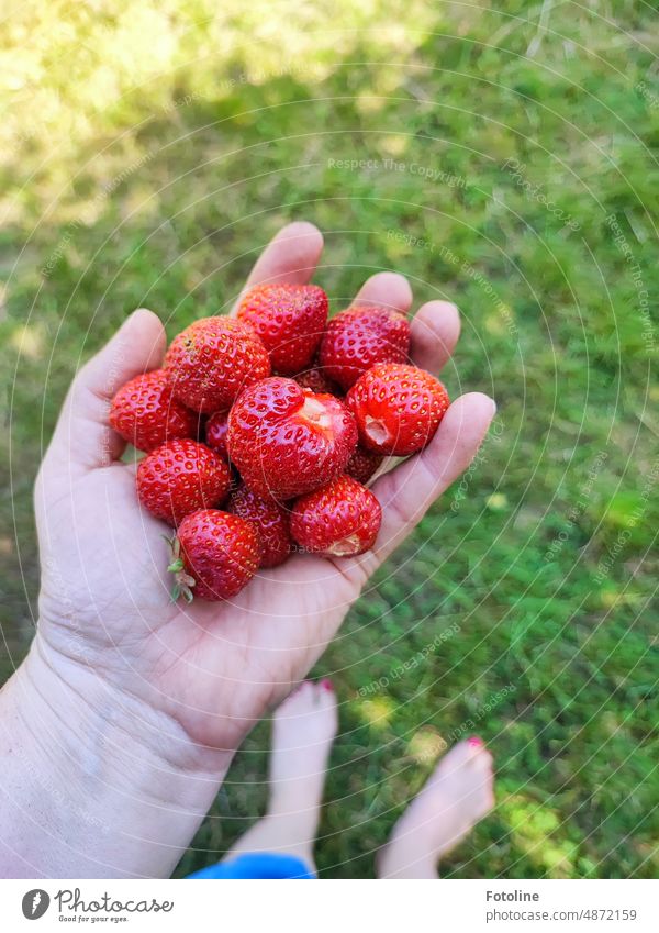 Es gibt nichts besseres, als frische Erdbeeren aus dem eigenen Garten. Süß und saftig. Echt lecker! Frucht rot Lebensmittel süß Sommer Vitamin Beeren reif Wiese