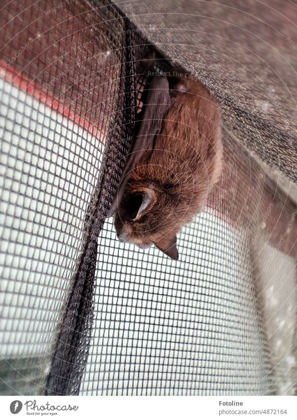 Am Fliegengitter hat sich eine kleine Fledermaus zum Schlafen angeklammert. Abends schwirrte sie dann wieder ab. Es handelt sich hier um eine Zwergfledermaus oder eine Mückenfledermaus.