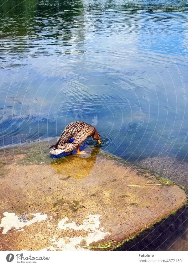 Auf einem Stein am See steckt eine Ente ihren Schnabel ins Wasser.  Ganz schön durstig die Süße. nass blau Vogel Tier Farbfoto Außenaufnahme Wildtier Entenvögel
