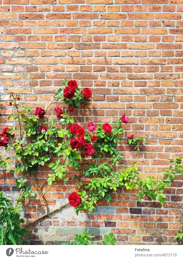 An einer braunen Backsteinwand ranken sich rote, wunderbar duftende Rosen entlang. Wand Mauer Stein Strukturen & Formen Fassade Außenaufnahme Farbfoto