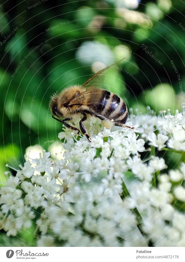 Eine fleißige Biene sammelt eifrig auf kleinen weißen Blüten Insekt Makroaufnahme Nahaufnahme Tier Flügel Fühler gestreift Beine grün braun sammeln Honigbiene
