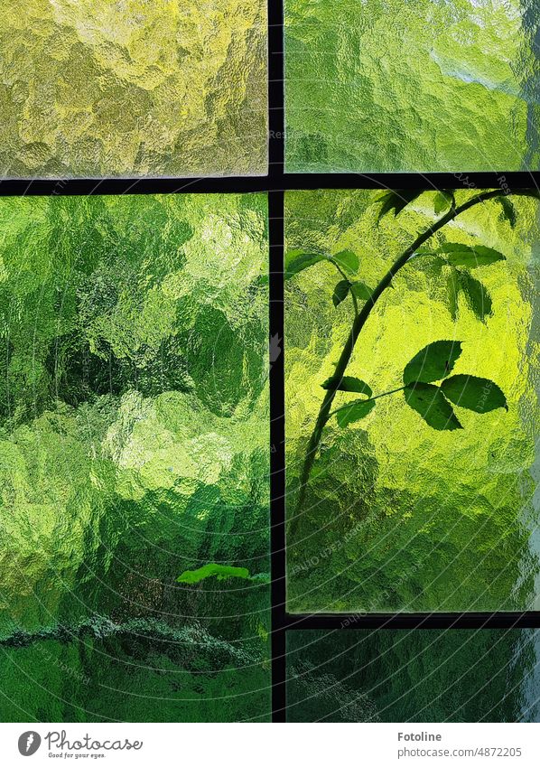 Draußen vor dem Fenster des Lost Places drückt sich eine Pflanze neugierig gegen die Fensterscheibe. Glas Glasscheibe Fensterglas Rahmen grün Blatt Ranke