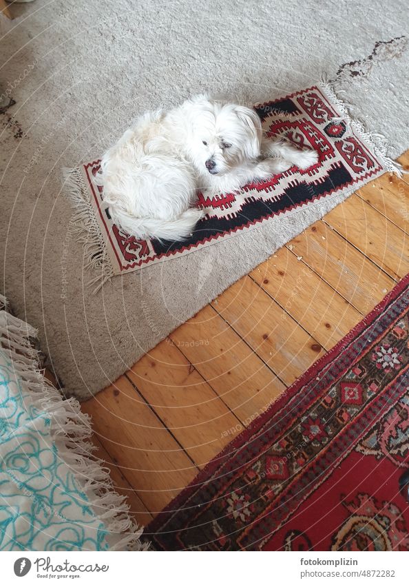 weißer Hund auf seinem Teppich Haustier Tierporträt Hundeblick Tierliebe Holzboden Boden beobachten Blick auf dem Teppich bleiben Fell kleiner Hund