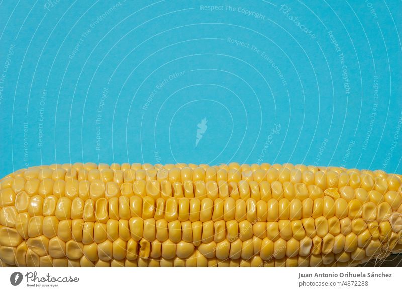 Ukrainische Flagge. Gelber Mais auf blauem Hintergrund. Fahne Ukraine Kolben Gesundheit Lebensmittel Textur organisch Ukrainer Maiskolben Zuckermais