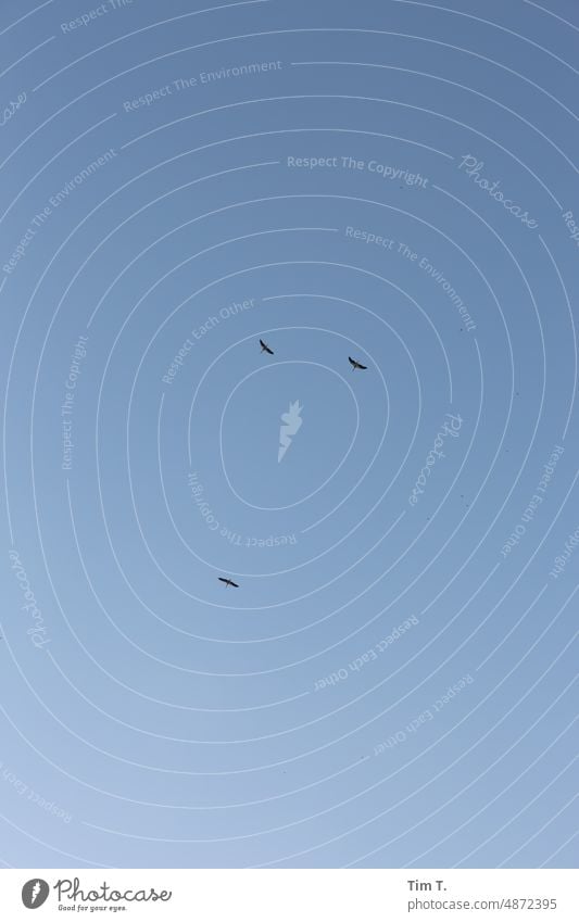 Drei Störche am Himmel Storch Sommer Brandenburg Vogel Farbfoto Außenaufnahme Menschenleer Tier Tag Natur Wildtier Umwelt Tierporträt fliegen Weißstorch