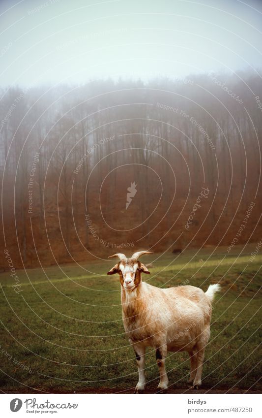 gehörnte Ziege auf herbstlicher Weide mit Nebel und Wald Natur Herbst Wiese Nutztier Ziegen 1 Tier Blick stehen Freundlichkeit niedlich positiv selbstbewußt
