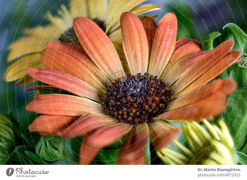 Osteospermum, Blütenstand einer Kapmargerite mit orangefarbigen Zungenblüten, Kultursorte blühen Sorte Züchtung Hybride Sommerblume Sommerblüher Zierpflanze