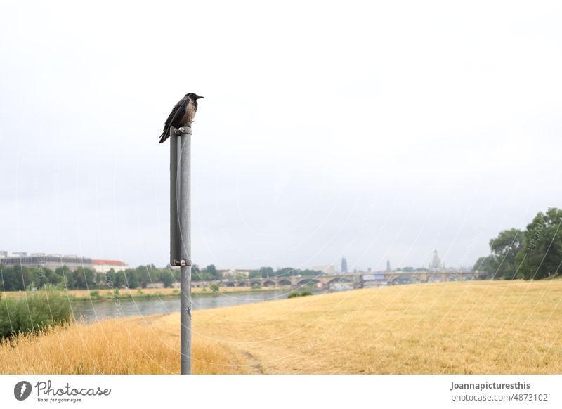 Vogel auf Straßenschild vor Elbufer Landschaft Natur Naturschutzgebiet Umwelt Außenaufnahme Umweltschutz Elbe Dresden Flussufer Deutschland Europa Sachsen