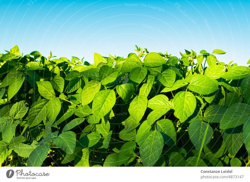 Feld mit grünblättrigen Pflanzen vor blauen Himmel. Ackerbau Landwirtschaft Nutzpflanze Landschaft Natur Sommer Menschenleer Wachstum Ernte Ernährung