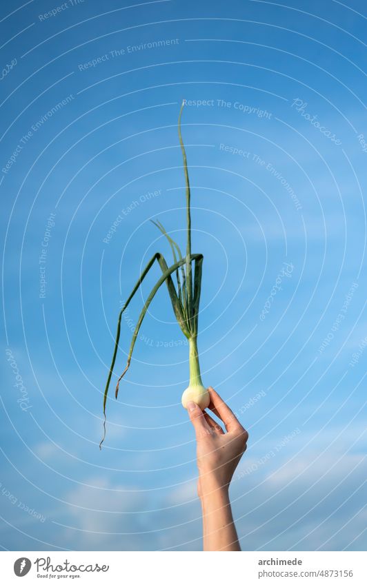 Hand hält Zwiebelpflanze über dem Himmel Landwirt Ackerbau Hintergrund Nahaufnahme Konzept Landschaft kultiviert Bauernhof Landwirtschaft Lebensmittel frisch