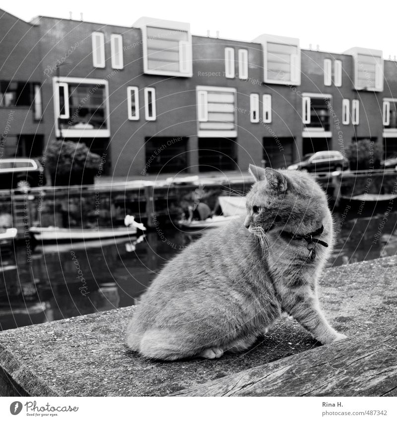 Katze in schwarz-weiß Amsterdam Haus Mauer Wand Binnenschifffahrt Motorboot Tier Haustier 1 beobachten sitzen Neugier Kanal Gracht Reihenhaus Quadrat