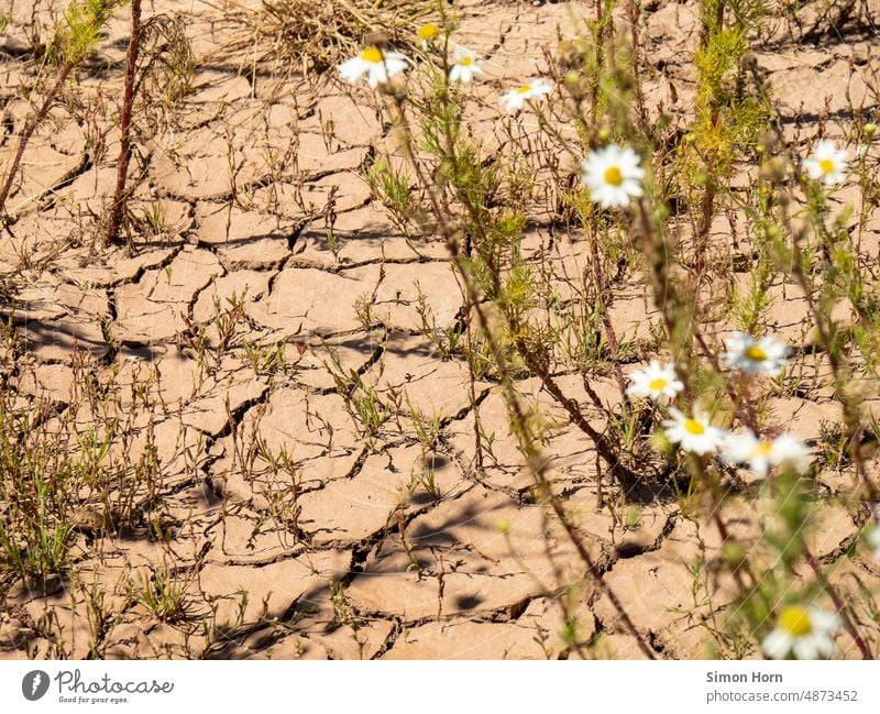 Trockenheit und Dürre Steppe austrocknen Blume Anpassung trocken Umwelt Klimawandel Erwärmung heiß Oberfläche Riss Klimakatastrophe Klimakrise Sommer Boden Erde
