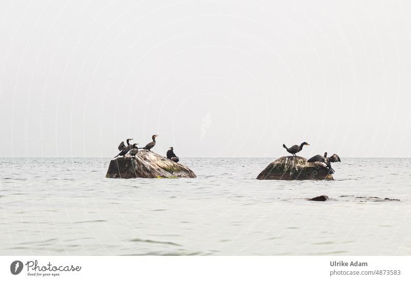 schwarze Kormorane  auf Steinen in der Ostsee,  Bornholm / Dänemark Europa Insel Vögel Phalacrocorax carbo Vogel Tier Natur Wildtier Umwelt Tierporträt Wasser