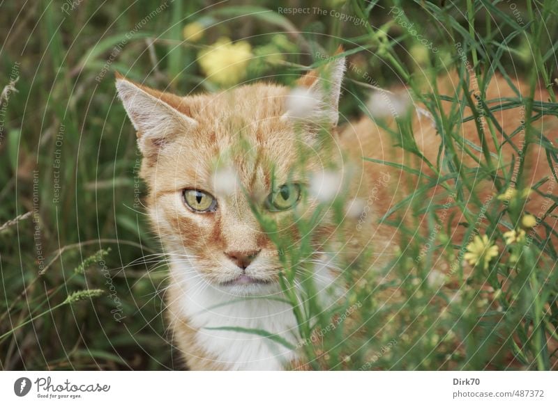 Aus der Deckung Sommer Blume Gras Garten Wiese Tier Haustier Katze 1 beobachten Blick frei wild braun gelb grün schwarz weiß selbstbewußt Coolness Willensstärke