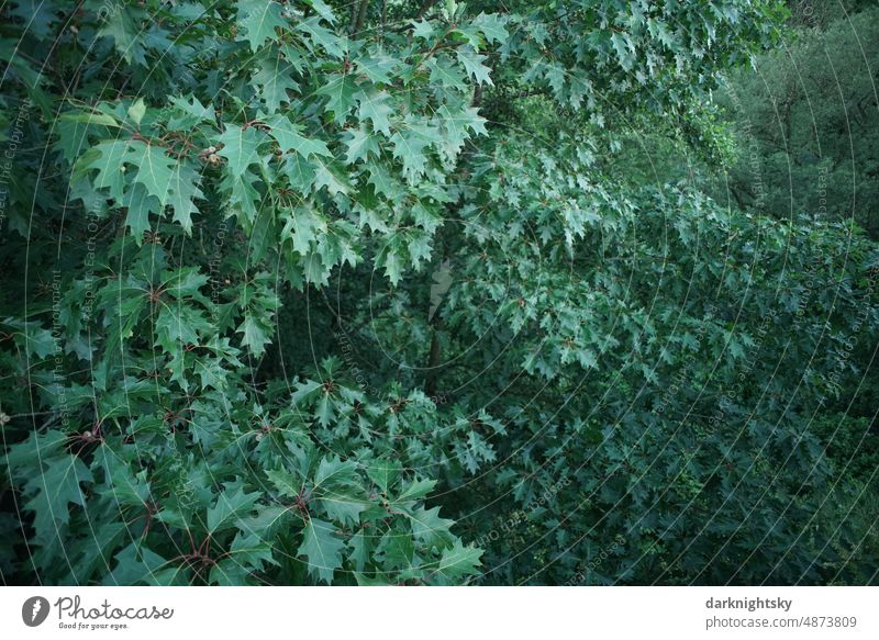 Grünes Blätterdach eines Waldes von oben gesehen Natur Baum Umwelt herbstlich Herbstfärbung Laub Außenaufnahme Menschenleer Herbstlaub Herbstwald Farbfoto