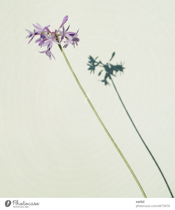 Schattenpflanze Blüte Alium Frühling Pflanze Nahaufnahme Blühend Detailaufnahme violett natürlich Farbfoto Wand weiß Kontrast lang dünn Sonnenlicht identisch