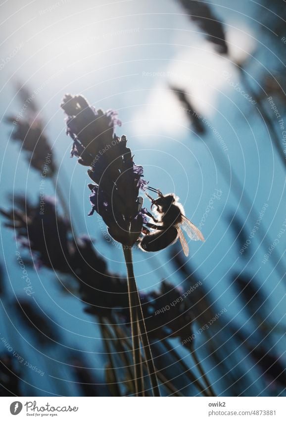 Jäger und Sammler Biene Lavendel Pflanze Stengel Nahrungssuche emsig Natur Insekt Blüte fleißig Tier Außenaufnahme Farbfoto Sommer Garten Duft Honigbiene Pollen