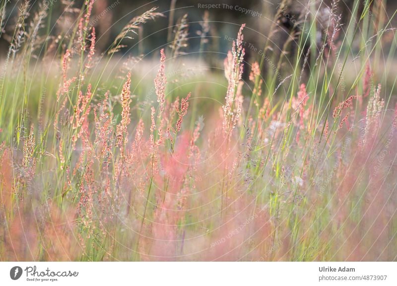 In der Wiese Unschärfe Sonnenlicht Sauerampfer Weich Hintergrundbild Gräser Licht natürlich Außenaufnahme Sommer Pflanze grün Natur Gras Nahaufnahme Feld