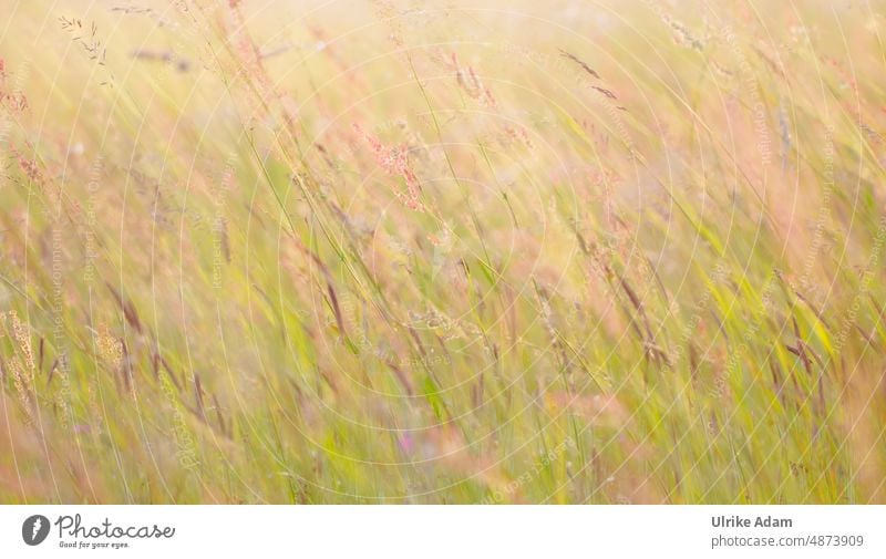 Hintergrundbild| in der Wiese Gras Natur grün Pflanze Sommer Außenaufnahme natürlich Licht Gräser Weich Sauerampfer Sonnenlicht Unschärfe