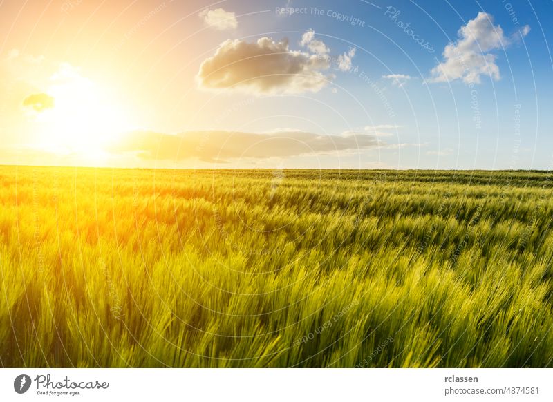 Explosives Sonnenlicht leuchtet über einem Maisfeld Kornfeld Feld Ackerbau Hintergrundbeleuchtung Gerste blau Müsli Wolken Ohr Wirtschaft Landwirt Ernte