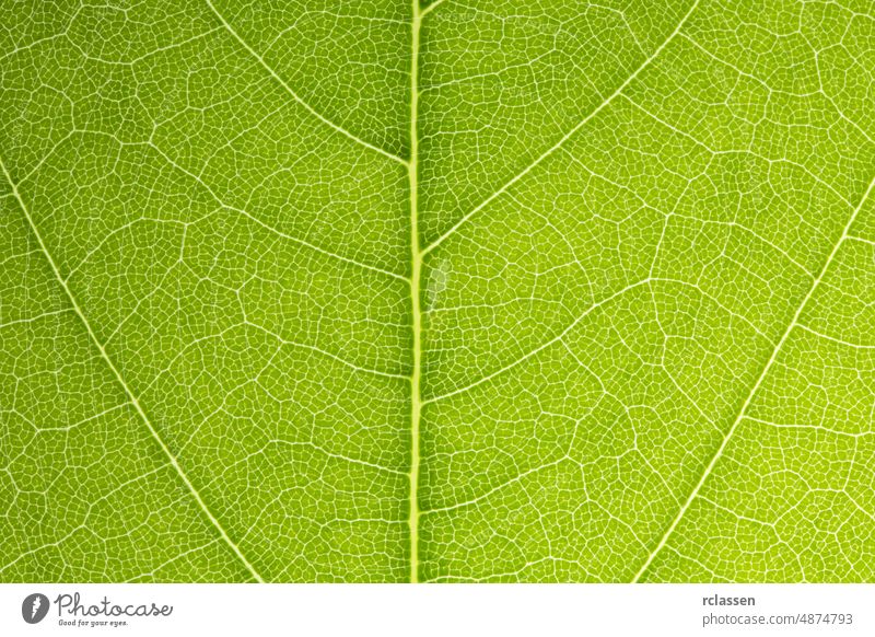 Frische grüne Blätter auf einem schönen Hintergrund geformt abstrakt botanisch Botanik hell schließen Nahaufnahme Farbe Design Detailaufnahme Tropfen Ökologie