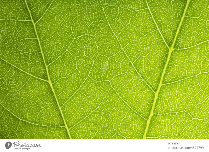 grüne Blätter, die sich auf einem schönen Hintergrund formen abstrakt botanisch Botanik hell schließen Nahaufnahme Farbe Design Detailaufnahme Tropfen Ökologie