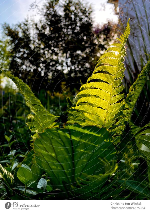 Ein Farnblatt leuchtet im Sonnenlicht Natur grün Garten Blätter Licht und Schatten Pflanze Außenaufnahme natürlich Blattgrün frisch leuchten