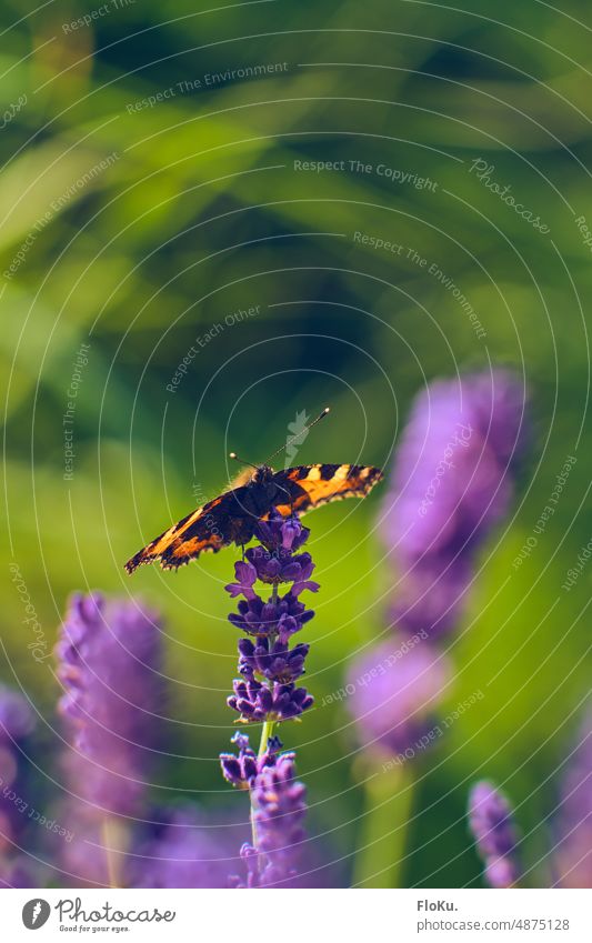 Kleiner Fuchs auf Lavendel Schmetterling kleiner Fuchs Natur Tier Außenaufnahme Farbfoto Insekt Tag Flügel Sommer Nahaufnahme Pflanze Menschenleer