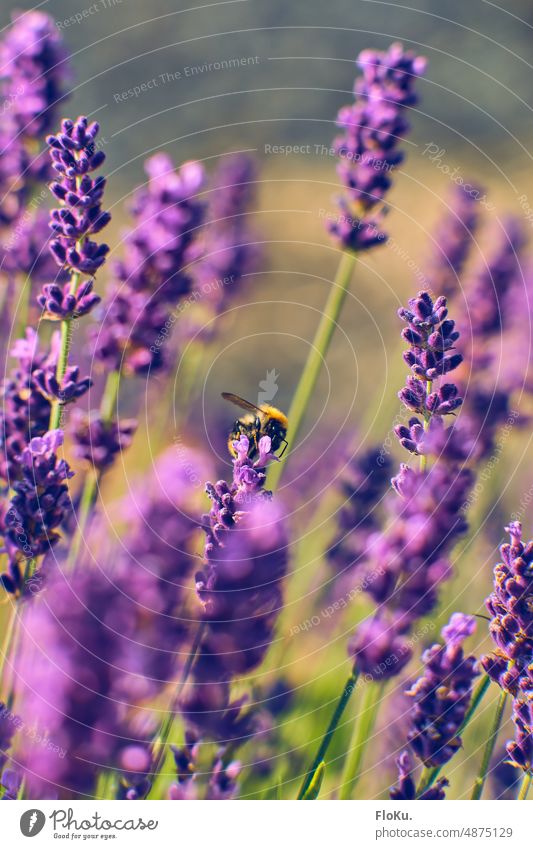 Hummel auf Lavendel Natur Tier Außenaufnahme Farbfoto Insekt Tag Flügel Sommer Nahaufnahme Pflanze Menschenleer Textfreiraum oben Makroaufnahme schön