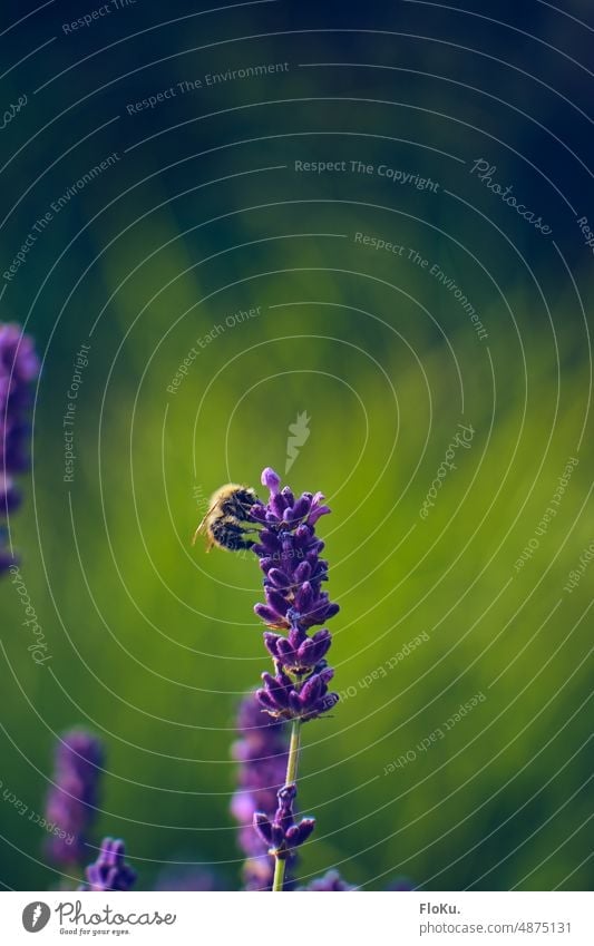 Biene auf Lavendel Natur Tier Außenaufnahme Farbfoto Insekt Tag Flügel Sommer Nahaufnahme Pflanze Menschenleer Textfreiraum oben Makroaufnahme schön