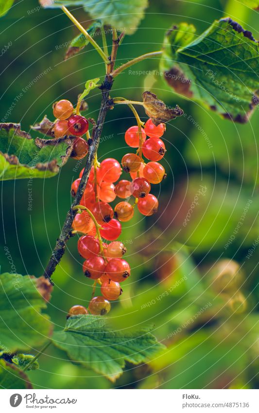 Rote Johannisbeeren reifen am Busch rote Johannisbeeren Beeren Natur Pflanze Frucht frisch Lebensmittel Sommer lecker Farbfoto Garten Gesundheit Ernährung süß